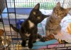 Pets of the week