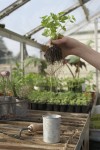 Greenhouse Environment