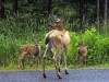 Fawn over deer? Not likely if you're a gardener
