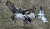 Sandhill cranes return for spring migration