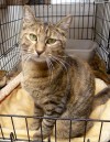 Pets of the week