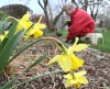 Babying her garden