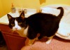 Pets of the week
