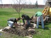 Arbor Day sprouts saplings