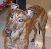 Pets of the week