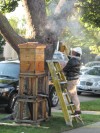Smoke and No Mirrors for Persuading Bee Behavior