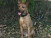 Pets of the week