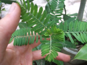 Herbal Healer: What is stonebreaker?
