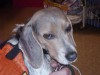 Pets of the week