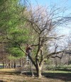 'Renovate' old trees, shrubs with careful pruning