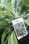 Get a jump on summer by growing herbs indoors now