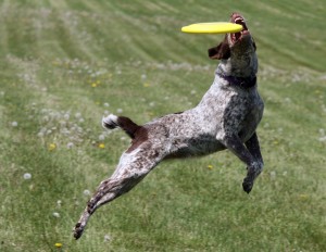 Kite Festival for the dogs