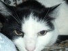 Pets of the week