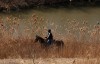 Porter County Sheriff's Mounted Division always ready to ride