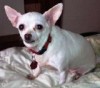Pets of the week