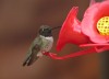 Ruby-Throated Hummingbird