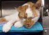 Pets of the week