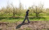 Apple trees blossom early, spurring some concerns among region orchards