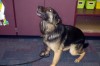 CPPD | Buddy