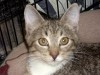 Pets of the week