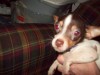 Pets of the week