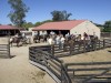 Travel Trip Dude Ranches