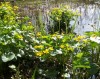 Free guided hikes offered at wetlands