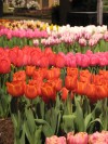 Chicago Flower and Garden Show