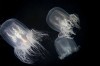 Hairy jellies