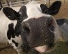 Chicago's Lincoln Park Zoo Cows in Farm Area 