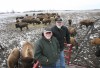 Buffalo still roam in Union Township