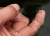 Freshwater jellyfish thrive in private LaPorte County lake