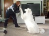 Keep'em Kozy offers pet sitting, walking