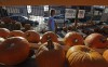 Picking that perfect pumpkin