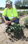Local farmers markets provide a link between customer, farmer
