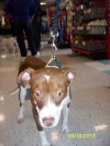 Pets of the week