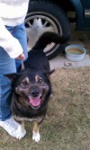 Pets of the week