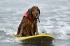Pets Dog Beaches