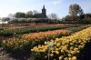 Plant flower bulbs right to avoid spring no-shows