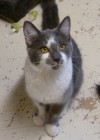 Pets of the week