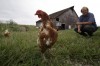 Experts say big egg farms can mean big problems, 1st Ld-Writethru, US
