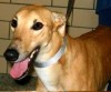 Pets of the week