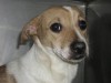 Pets of the week