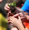 South Haven students plant vegetables in teaching garden