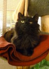 Pets of the week