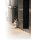 When your house cat dashes for door, don't panic  