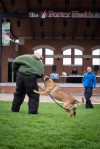 Belgian Malinois stars at Valpo Police 5/K9 run