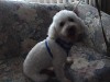 Pets of the week