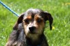 Pets of the week