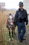 Horse saved from scary situation on I-65